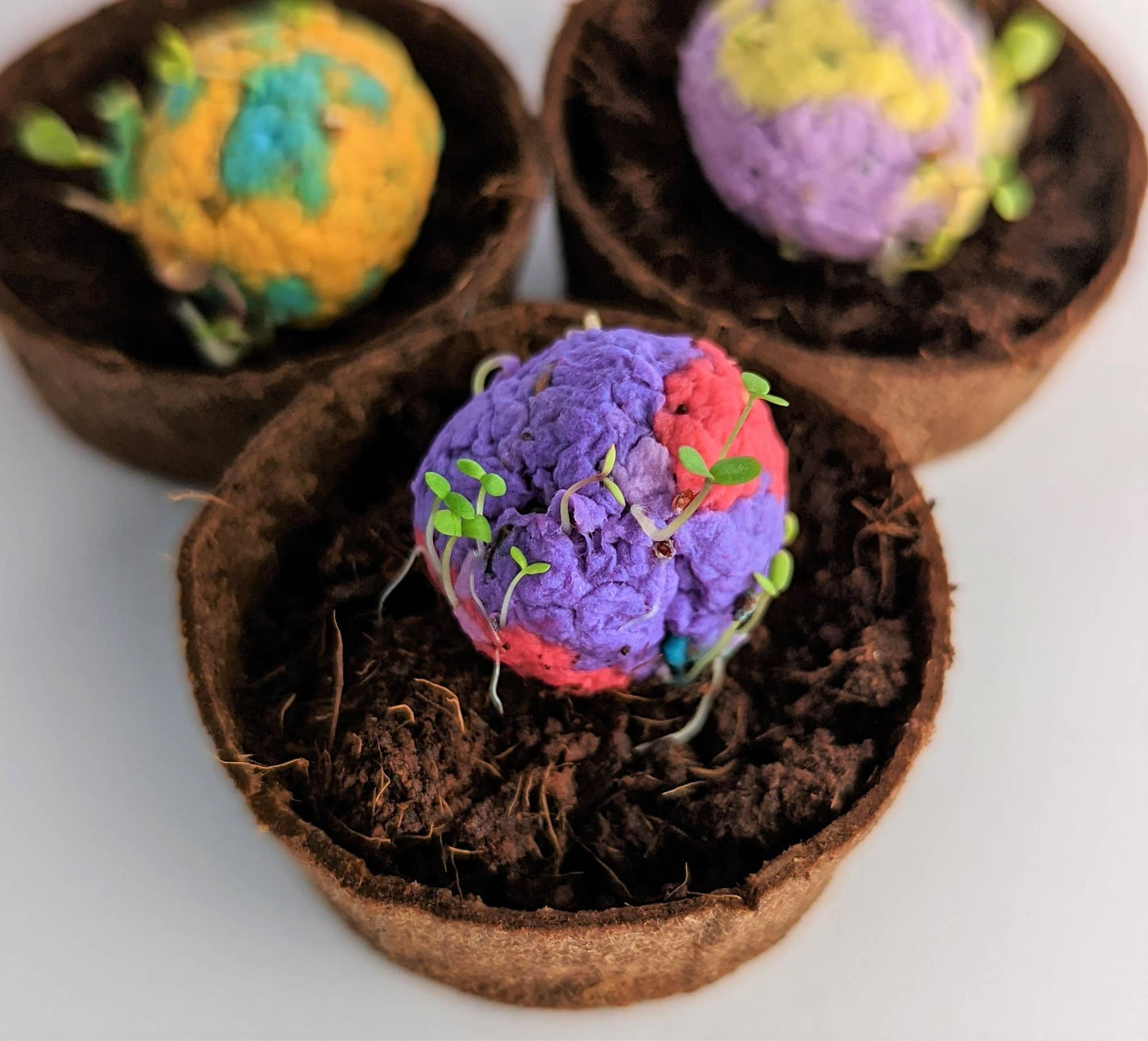 Brussel sprout seed bombs. Wildflower Seeds. Christmas Sprouts.