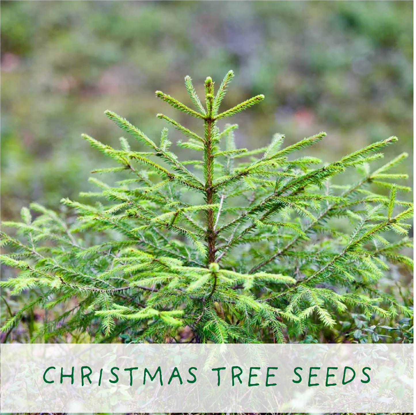 Grow kit in a tin. Christmas tree.
