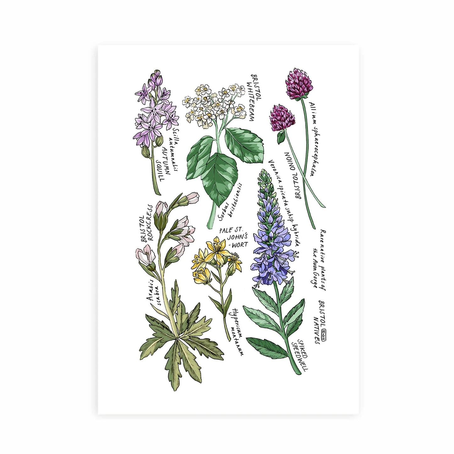 Hannah Grace colourful art print A4 wild flowers