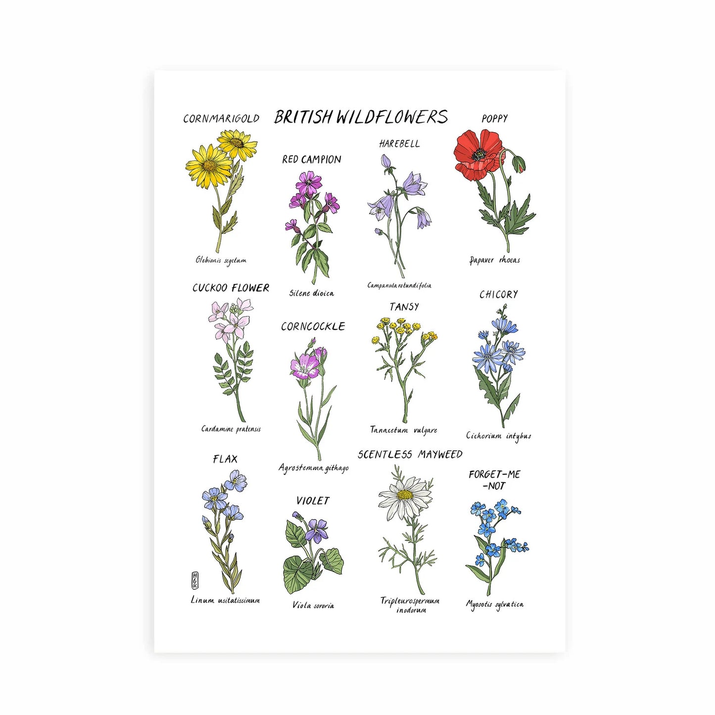 Hannah Grace colouful art print A4 wildflowers