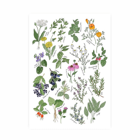 Hannah Grace colouful art print A4 medicinal herbs
