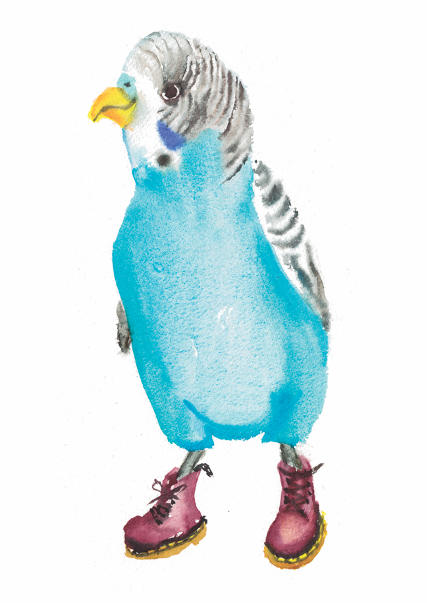 Budgie in Docs Card