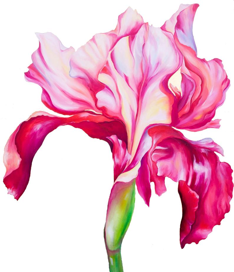 Carla James Pink Iris Print
