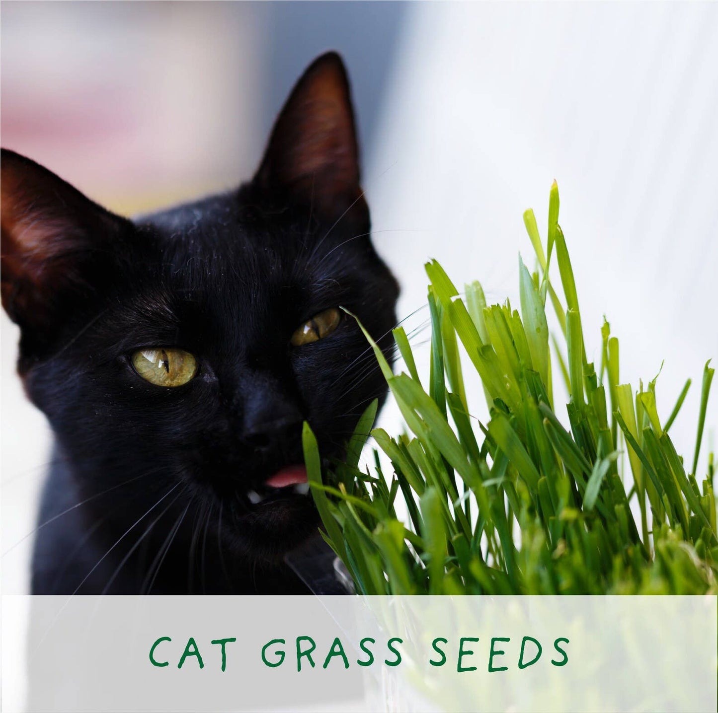 mini grow kit. Cat Grass