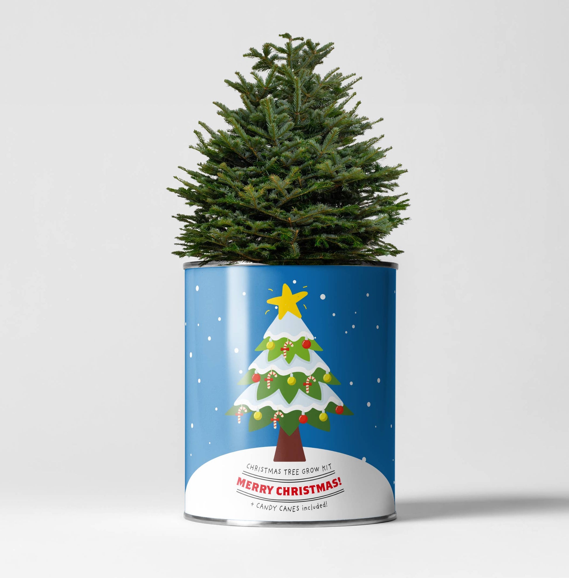 Grow kit in a tin.  Christmas tree.