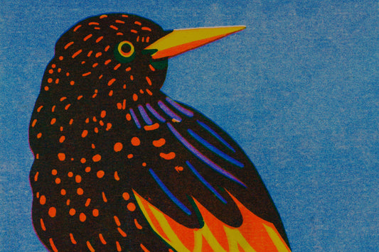 Colorful bird illustration on a blue background
