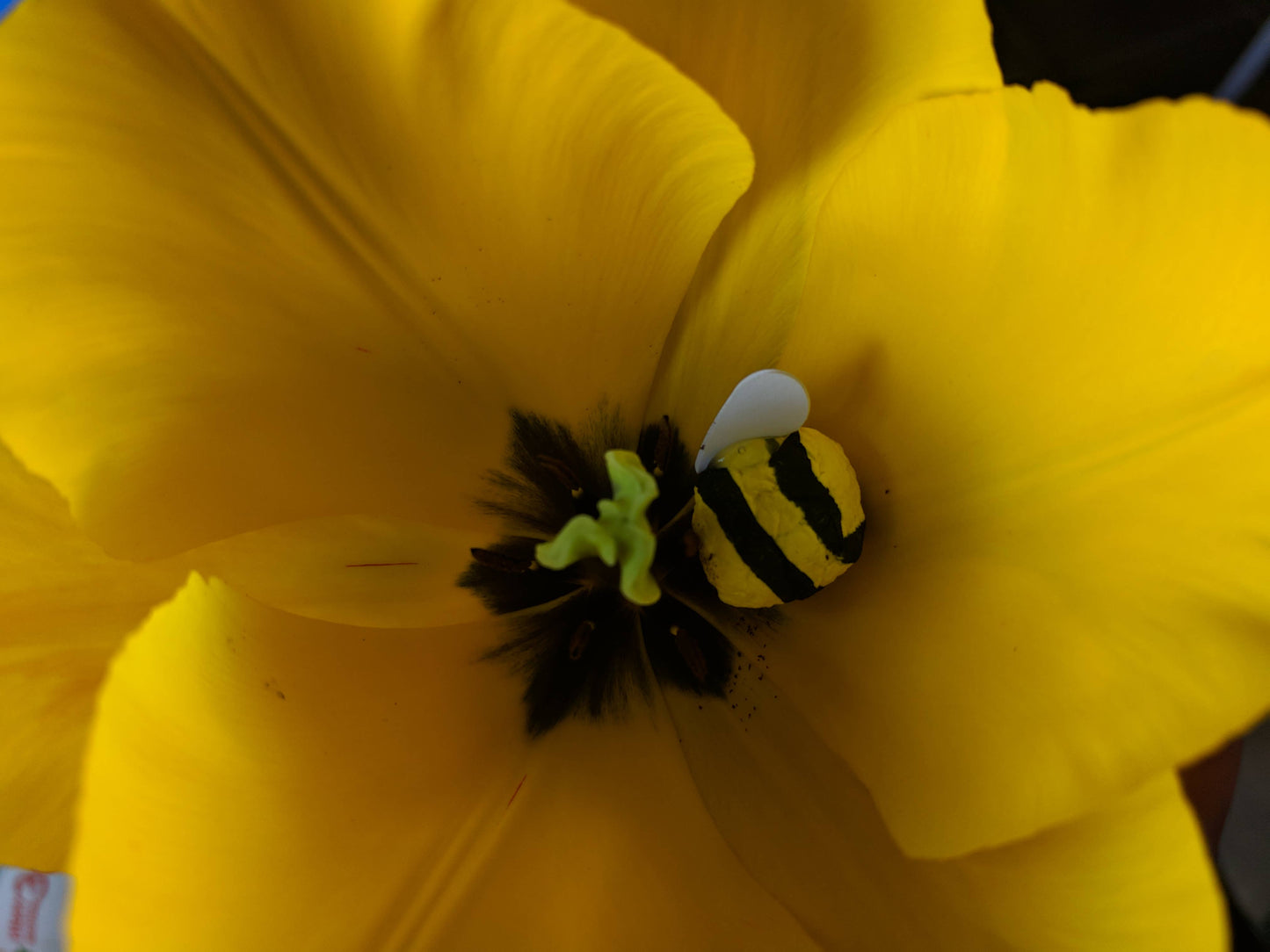 Bumble bee seed bombs.  Wildflower Seeds.