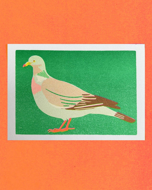 Illustration of a pigeon on a green background with an orange border