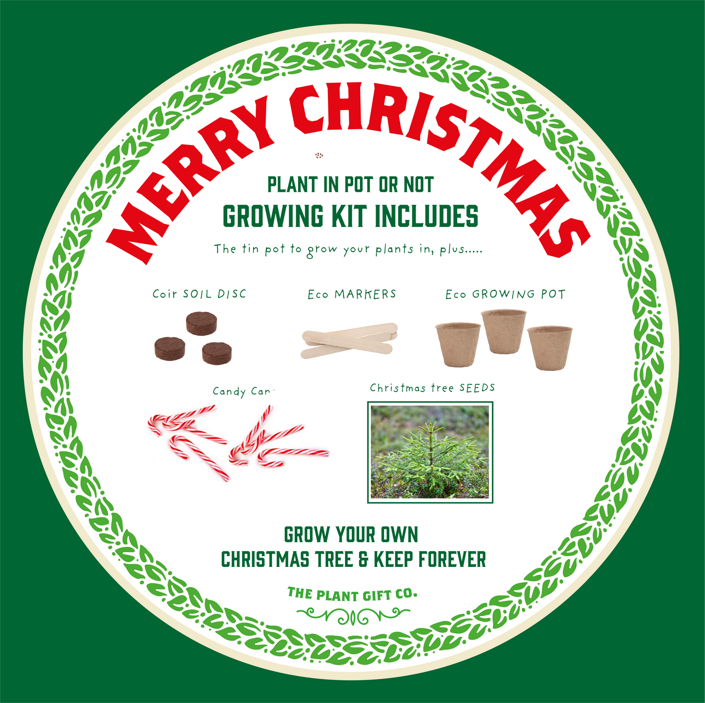 Grow kit in a tin.  Christmas tree.