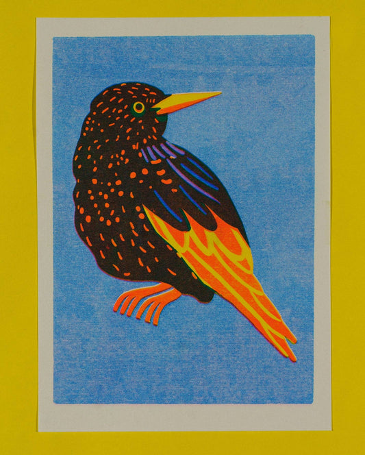 Colorful bird illustration on a blue background with a yellow border