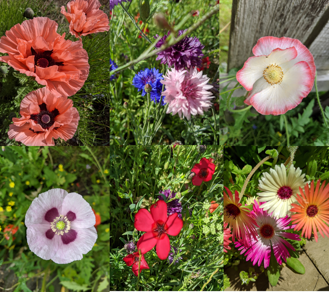 Bumble bee seed bombs.  Wildflower Seeds.