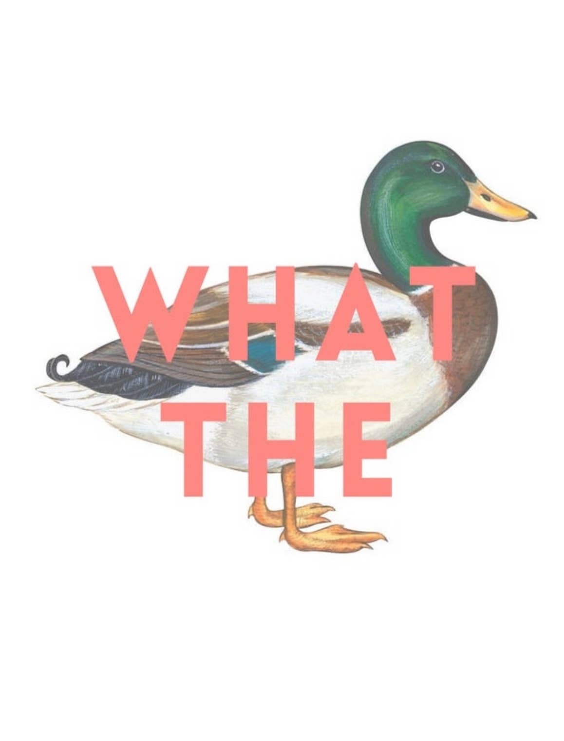 Illustration of a duck with 'WHAT THE' text on a white background