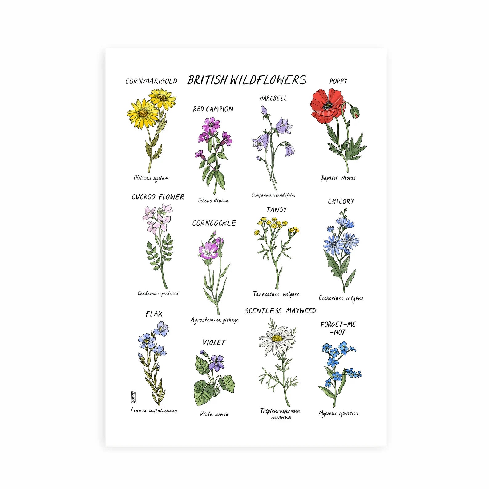 British WildflowersPrint