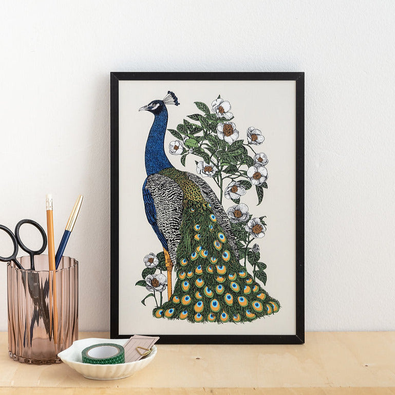 Print with colour Peacock illustration
